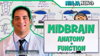 Neurology  Midbrain Anatomy amp Function [upl. by Yesnikcm]