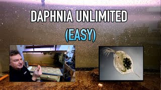 How I Raise Daphnia Water Fleas And You Can Too [upl. by Vita599]