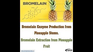 Bromelain Enzyme Production from Pineapple Stems  Bromelain Extraction from Pineapple Fruit [upl. by Modnar]