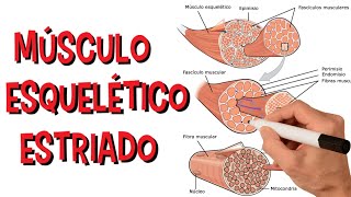 Sistema Muscular  Músculo Estriado Esquelético [upl. by Aicen922]