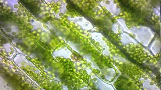 elodea cytoplasmic streaming [upl. by Mayfield]