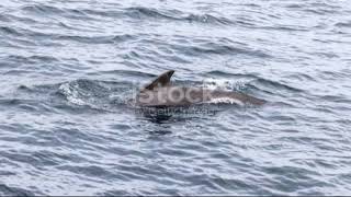 Cantabrian Sea [upl. by Paolo485]