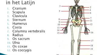 2 1 Inleiding Anatomie BVDM [upl. by Handy155]