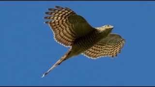 Sparrowhawk Bird Call Bird Song [upl. by Merrili]