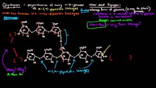 Glycogen Part 1 of 4  Structure and Function [upl. by Nomelihp]