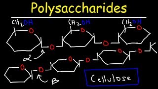 Polysaccharides  Starch Amylose Amylopectin Glycogen amp Cellulose  Carbohydrates [upl. by Marino]