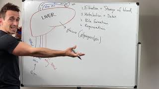 Liver Functions [upl. by Naret]