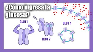 Transporte de Glucosa  Glucotransportadores  GLUT  SGLT [upl. by Danica963]