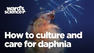 Caring and Culturing for Daphnia [upl. by Kamp328]