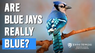 Are Blue Jays Really Blue [upl. by Kreitman72]