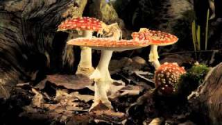 Fly Agaric toadstool growing timelapse [upl. by Khudari]