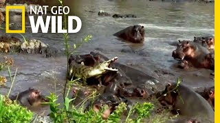 Hippo vs Crocodile  Nat Geo Wild [upl. by Avner33]