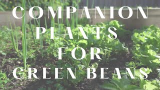 Companion Plants for Green Beans [upl. by Grimbly]