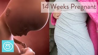 14 Weeks Pregnant What You Need To Know  Channel Mum [upl. by Herodias]