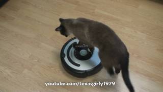 Cat shows HOW TO use iRobot Roomba Vacuum [upl. by Ahsinid]