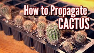 HOW TO PROPAGATE CACTUS THE EASIEST WAY 🌵 [upl. by Aeslek177]