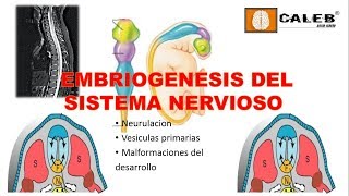 Neuroanatomía  Embriogénesis del Sistema Nervioso Part I [upl. by Oeflein]