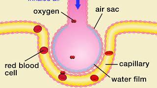 Animation 71 Gas exchange in air sacs [upl. by Aisetra]