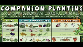 What is Companion Planting Food Forest Examples [upl. by Ennyl]