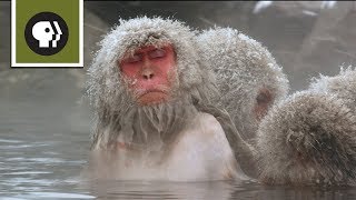 Snow Monkeys Soak in Hotsprings [upl. by Revolc741]