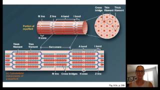 Lecture15 Muscle Physiology [upl. by Atlanta252]