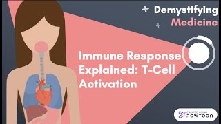 Immune Response Explained TCell Activation [upl. by Enohsal93]