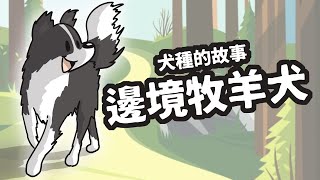 狗與鹿 ｜犬種的故事＃1 邊境牧羊犬｜狗界唯一會用眼神控制動物、超高智商背後的神奇故事 [upl. by Yma]