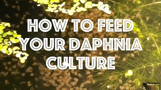 How To Feed Your Daphnia Culture [upl. by Adnorrahs]