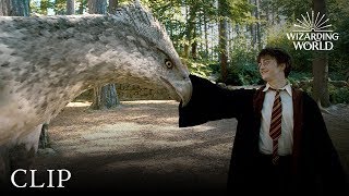 Meet Buckbeak  Harry Potter and the Prisoner of the Azkaban [upl. by Body131]