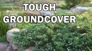 YAREENA™ Myoporum is a longer lived Myoporum  Ozbreed Native Shrubs amp Groundcovers [upl. by Ecinnaj]