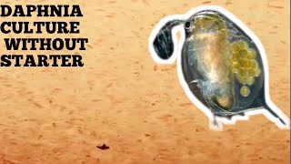 HOW TO CULTURE DAPHNIA NATURALLY WITHOUT A STARTER [upl. by Antin]