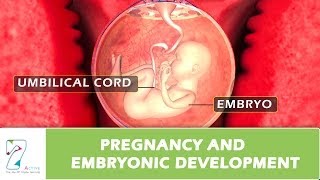 Pregnancy and Embryonic Development [upl. by Arayt]