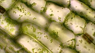 Elodea under the microscope [upl. by Margarette]