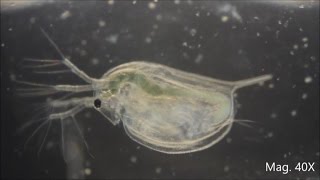 Daphnia magna under the Microscope [upl. by Darell]