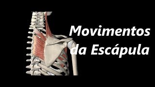 Movimentos da Escápula em 3D [upl. by Tessil]