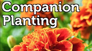 Companion Planting for Beginners [upl. by Anilos]