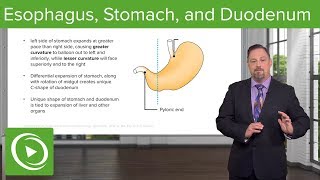 Foregut Development Esophagus amp Stomach – Embryology  Lecturio [upl. by Dylane211]