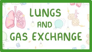 GCSE Biology  Gas Exchange and Lungs 26 [upl. by Frants]