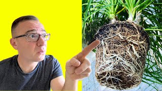 How to Repot Ponytail Palm 3 CRITICAL STEPS YOU CANT MISS [upl. by Nwahsuq718]