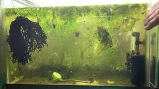 Scuds Daphnia Cherry Shrimp Copepods My aquatic food culture [upl. by Alleuqahs157]