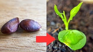 How to Grow Pear Tree from Seed [upl. by Norad]