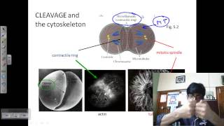 Developmental biology lecture  embryo development [upl. by Nerot]