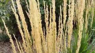 When Is The Best Time to Cut Back Karl Foerster Feather Reed Grass [upl. by Fellner751]