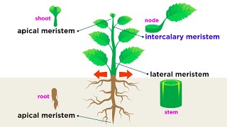 Types of Plant Cells [upl. by Melnick]