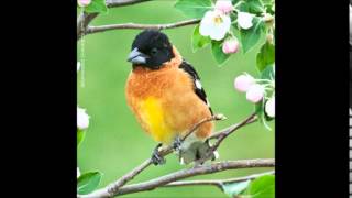 Blackheaded Grosbeak Song [upl. by Ellehcsor]