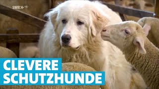 Herdenschutzhunde Treue Beschützer einer Schafherde [upl. by Wrdna273]