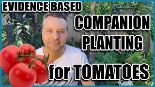 Companion Planting  14 Companion Plants for Tomatoes Evidence Based [upl. by Acilgna912]