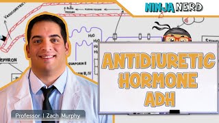 Endocrinology  Antidiuretic Hormone ADH [upl. by Aivon790]