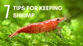 7 Tips for Keeping Shrimp in an Aquarium [upl. by Htebasile146]