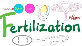 Fertilization  The Reproductive System  Embryogenesis  Embryology  Biology [upl. by Suoilenroc]